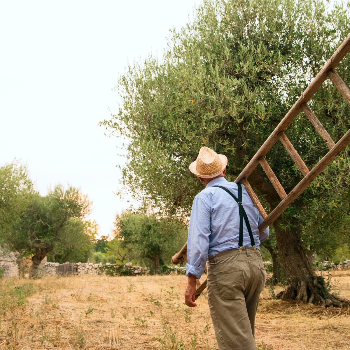 Il potatore tra gli alberi di ulivo