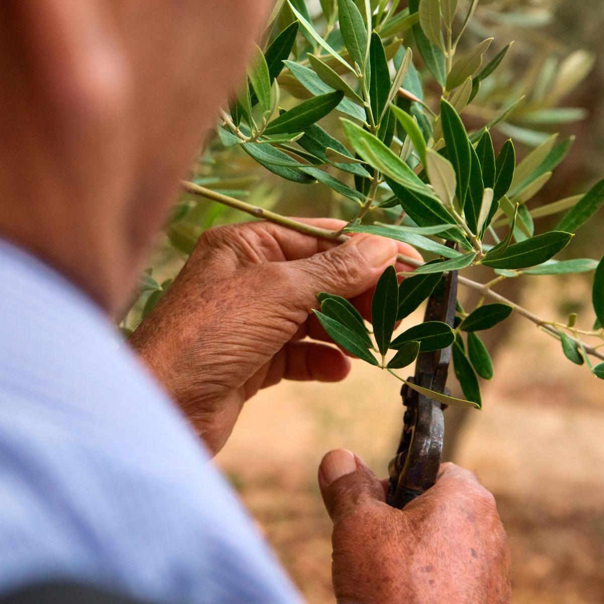 Le abili mani del potatore sull'albero di ulivo