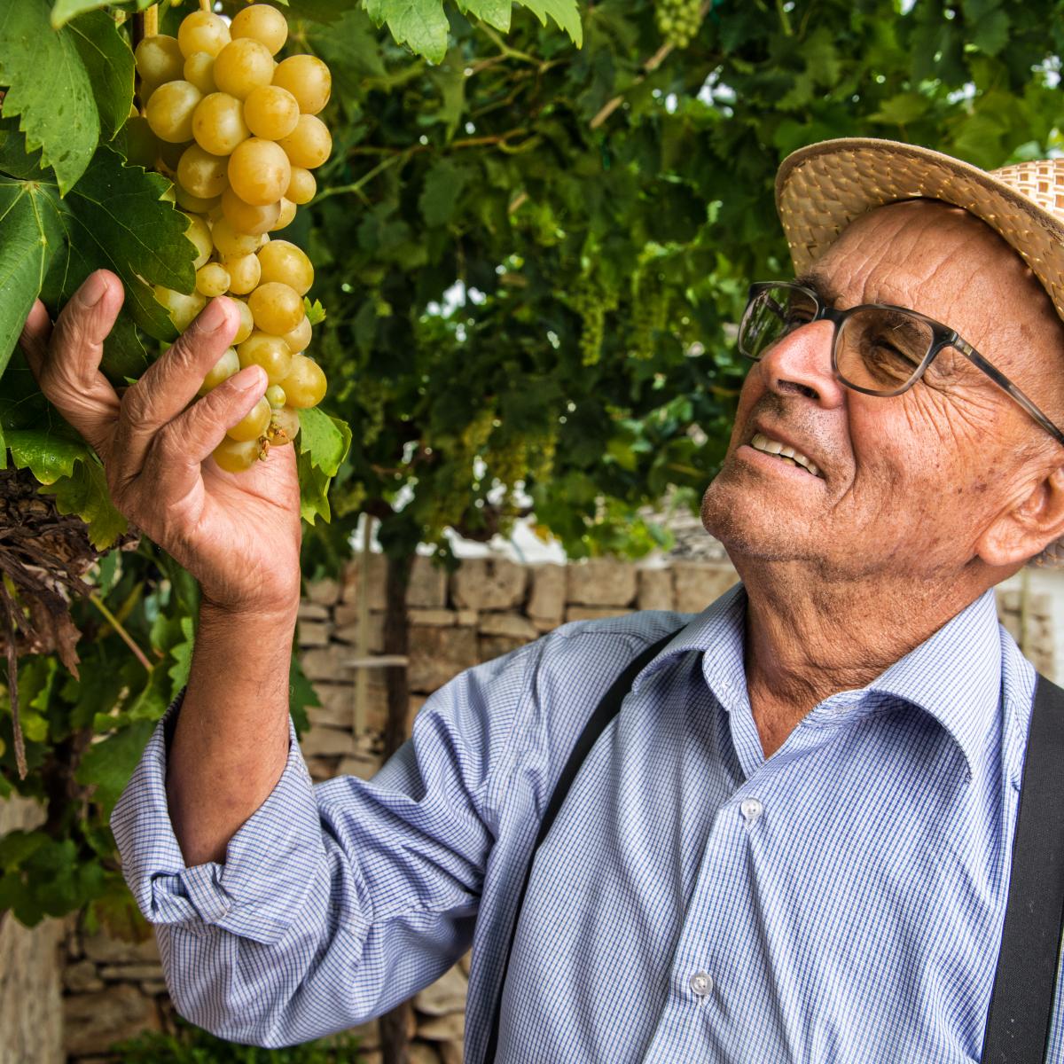 La soddisfazione del potatore nel vedere l'uva matura